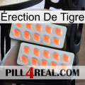Érection De Tigre 27